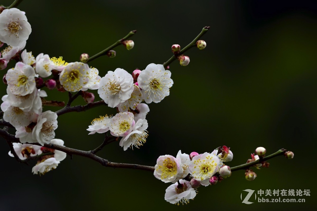 梅花开了。。。。。。