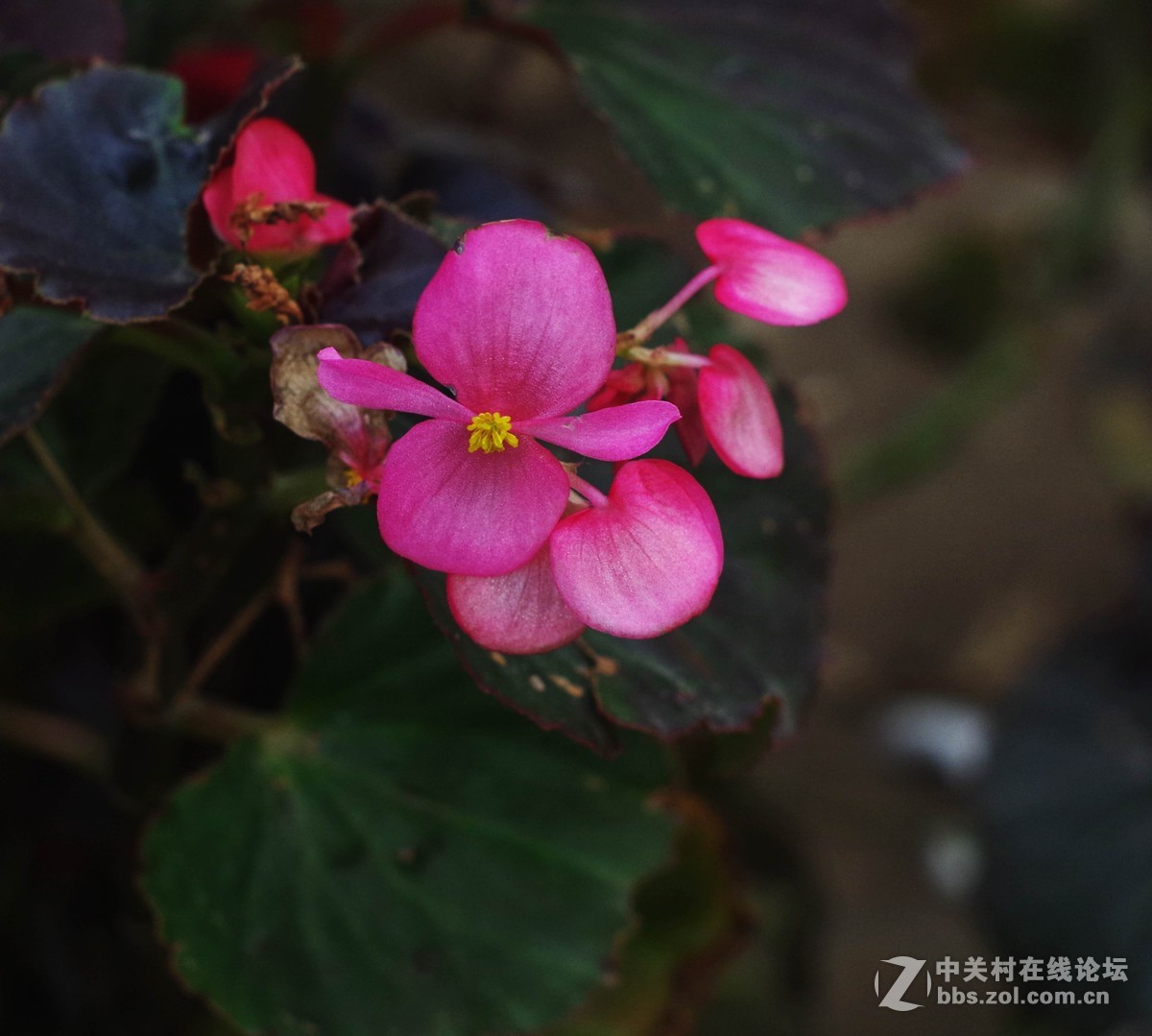 50.17镜头