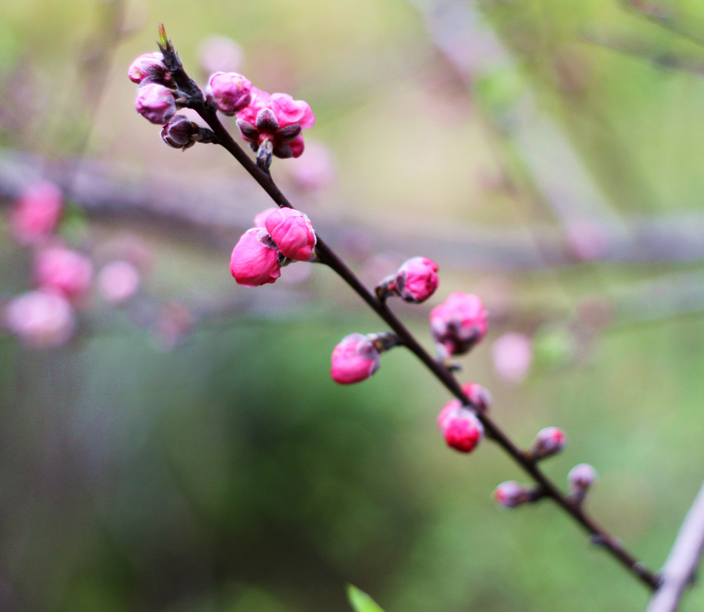 新年到，送上一组迎春花