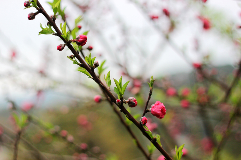 新年到，送上一组迎春花