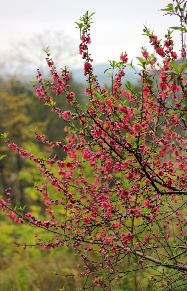 新年到，送上一组迎春花