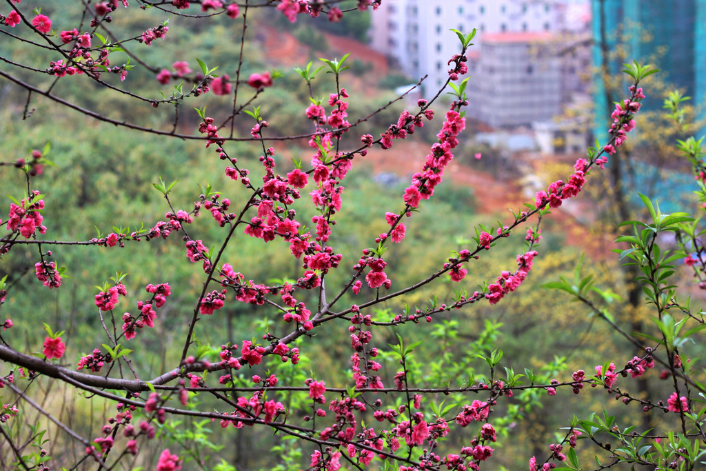 新年到，送上一组迎春花