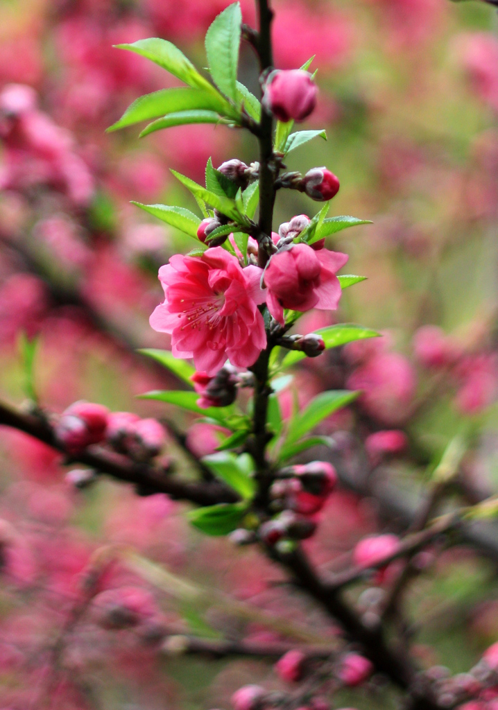 新年到，送上一组迎春花