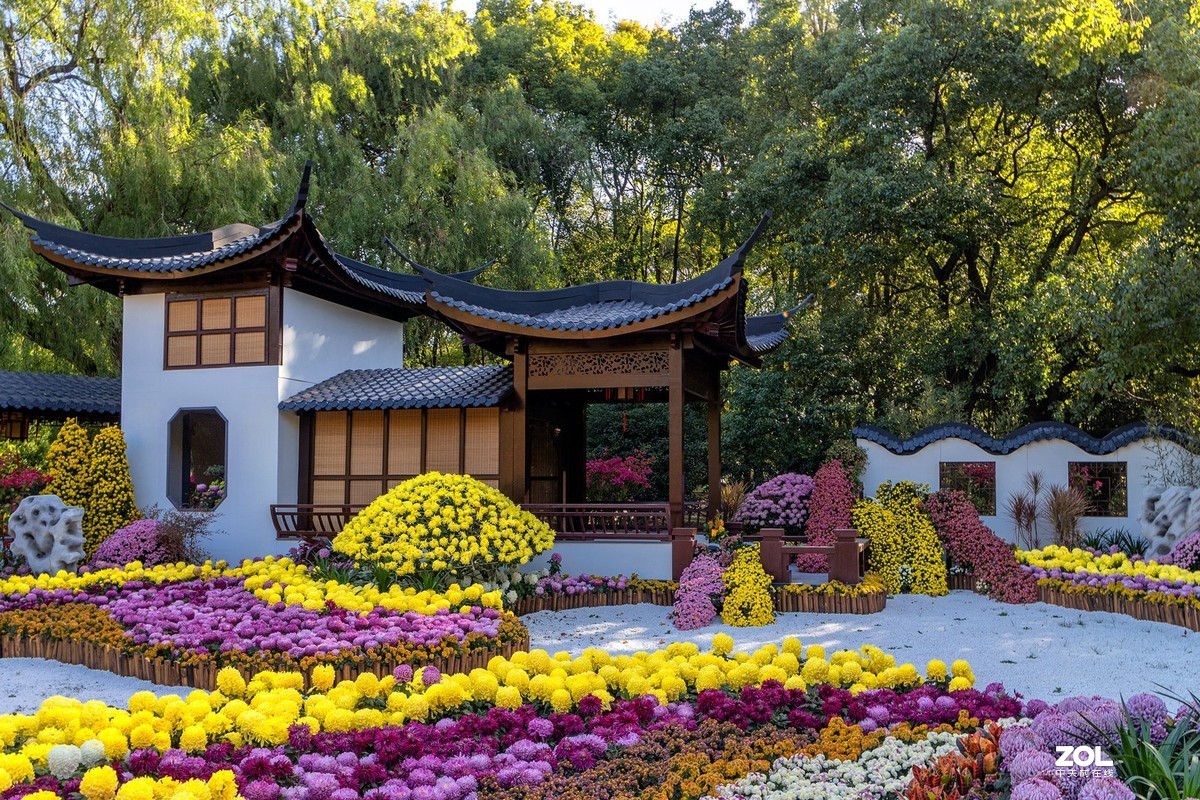 2019中国菊花展