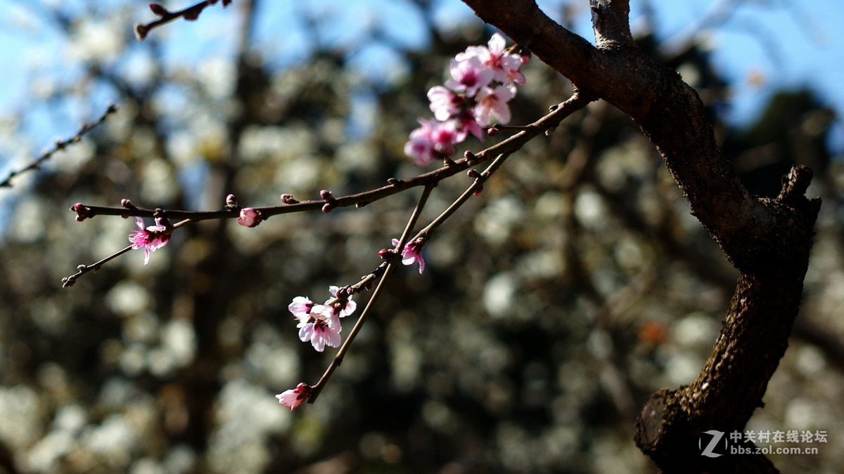 一树梨花送春寒