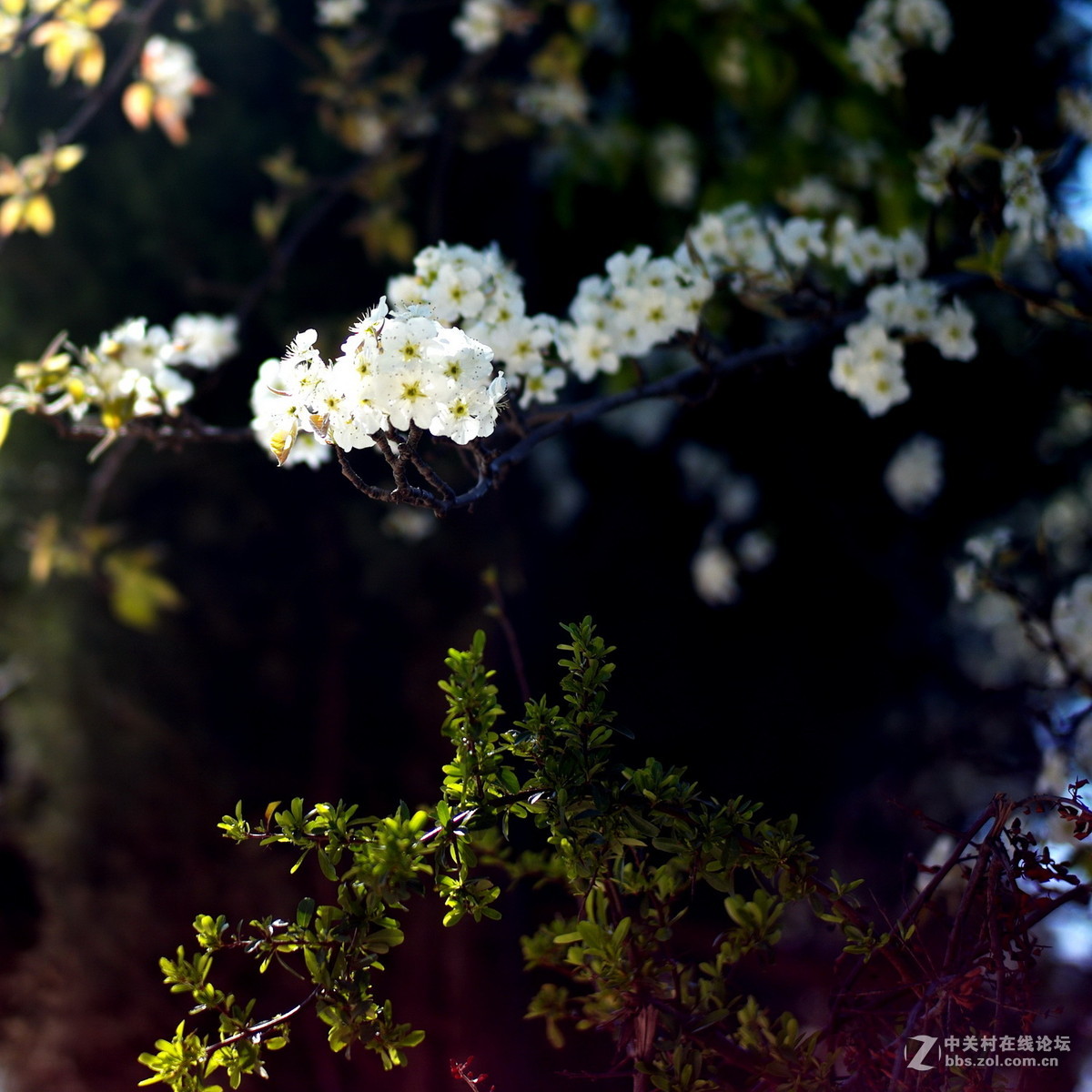 一树梨花送春寒