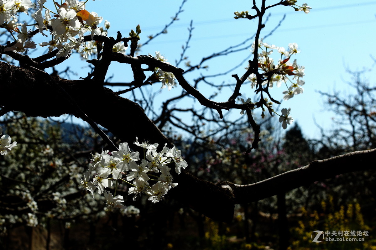 一树梨花送春寒
