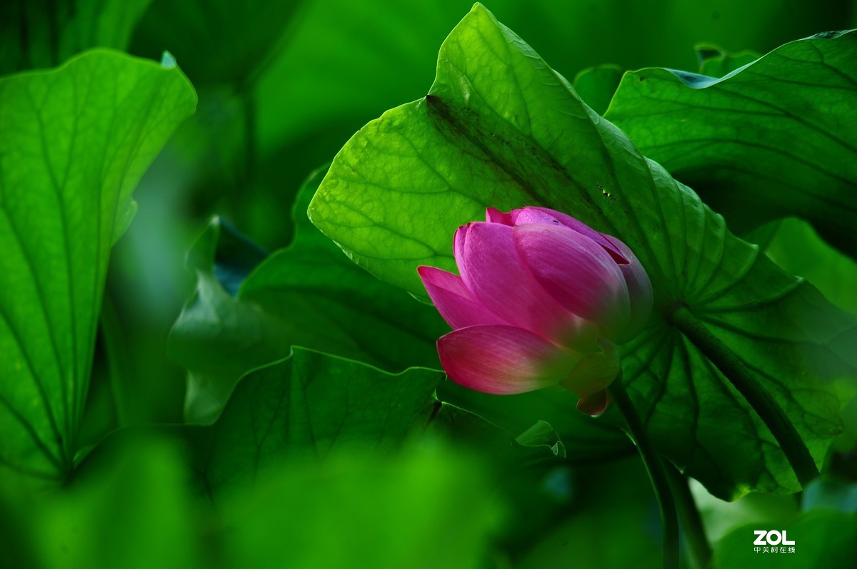 六月荷花——尼康 AIS 300/4.5 试拍