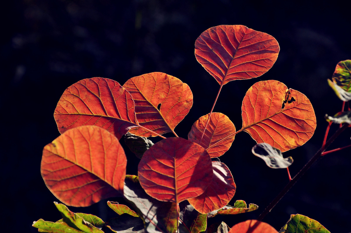 红叶冬出，星空(中国)火；光影诱惑，须努力。