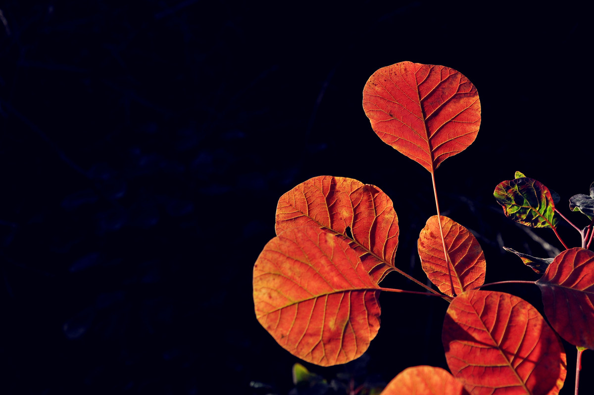 红叶冬出，星空(中国)火；光影诱惑，须努力。