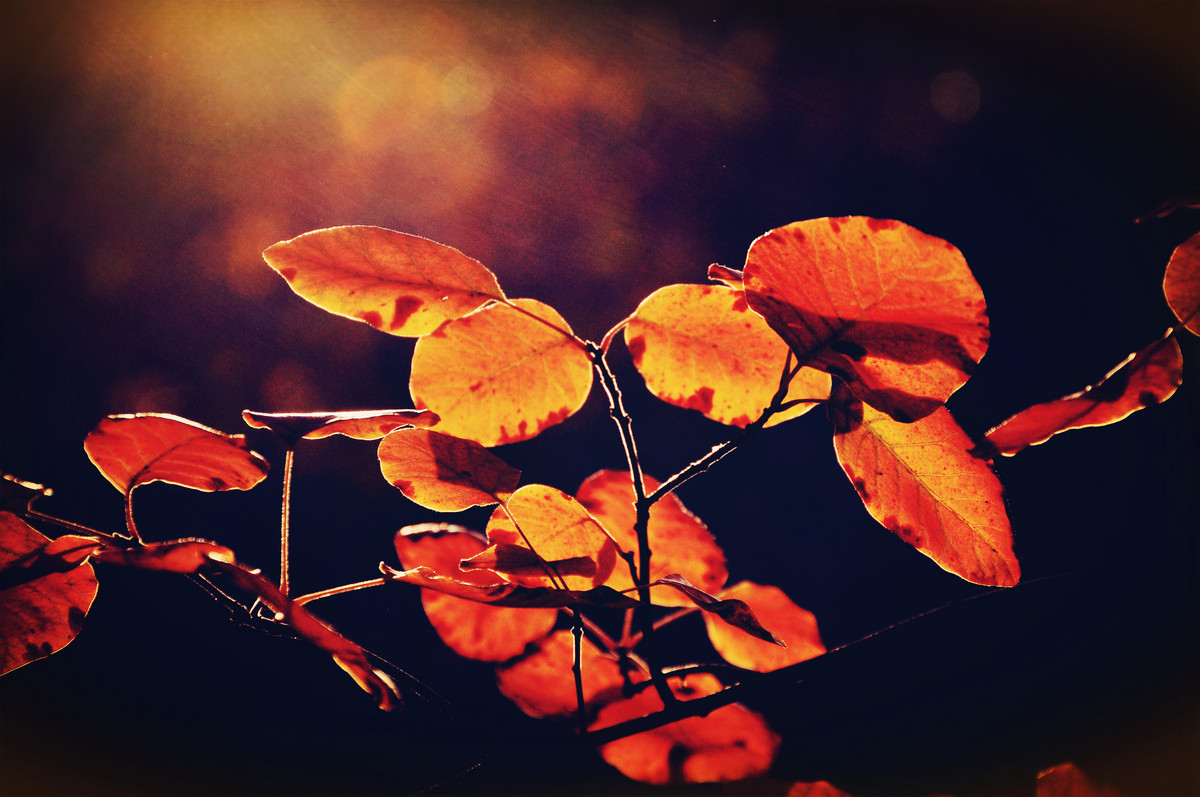 红叶冬出，星空(中国)火；光影诱惑，须努力。