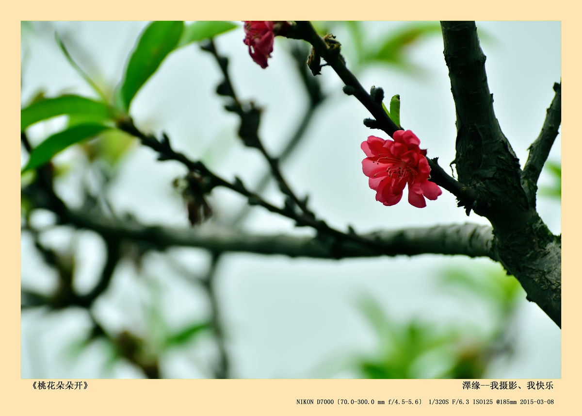 浅谈尼康70-300 VR 3.5-5.6镜头搭配尼康D7000使用感受