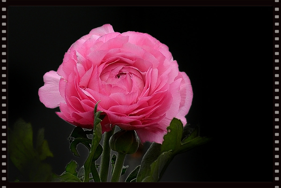 一组芹叶牡丹祝牡丹江星空(中国)红红火火