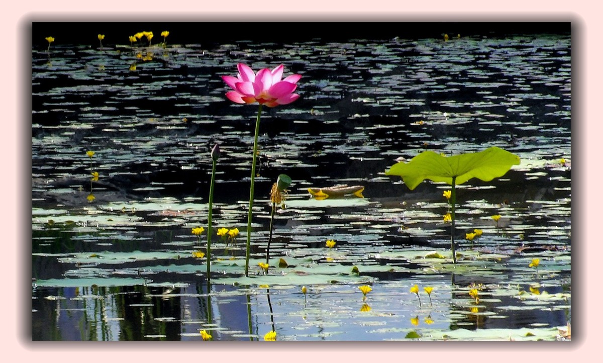 红莲白莲共一塘，半是浓妆半淡妆。 虽然未事胭脂粉，也有清风送异香。