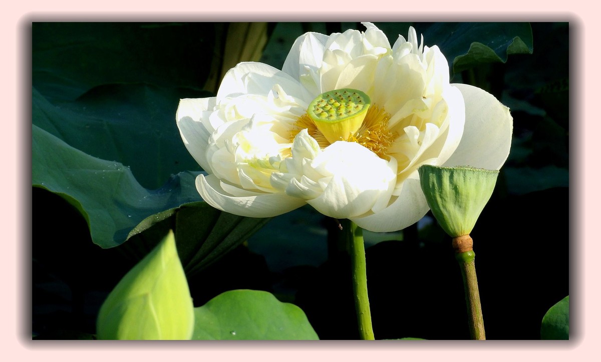 红莲白莲共一塘，半是浓妆半淡妆。 虽然未事胭脂粉，也有清风送异香。