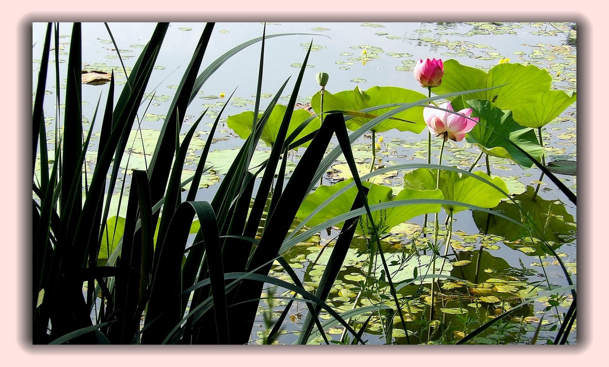 红莲白莲共一塘，半是浓妆半淡妆。 虽然未事胭脂粉，也有清风送异香。