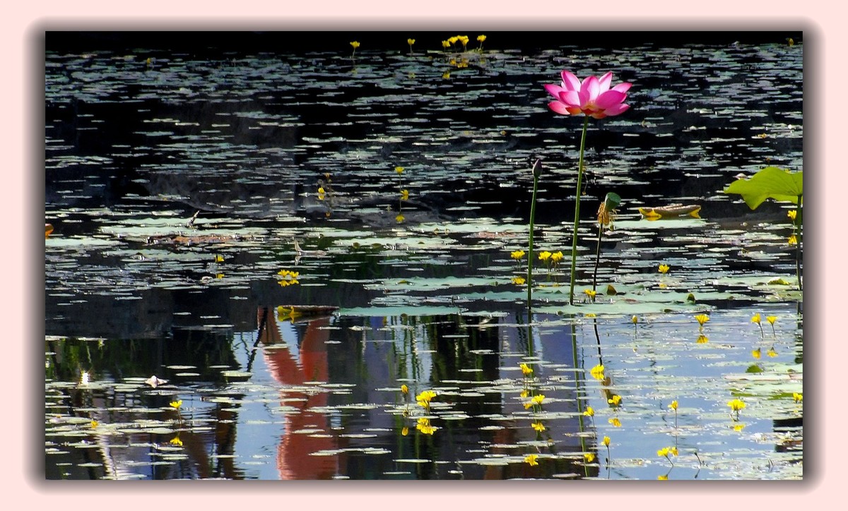 红莲白莲共一塘，半是浓妆半淡妆。 虽然未事胭脂粉，也有清风送异香。