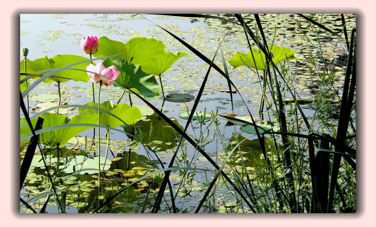 红莲白莲共一塘，半是浓妆半淡妆。 虽然未事胭脂粉，也有清风送异香。