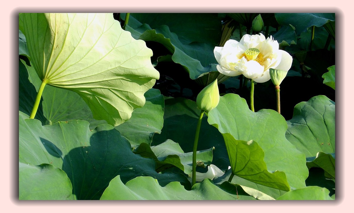 红莲白莲共一塘，半是浓妆半淡妆。 虽然未事胭脂粉，也有清风送异香。