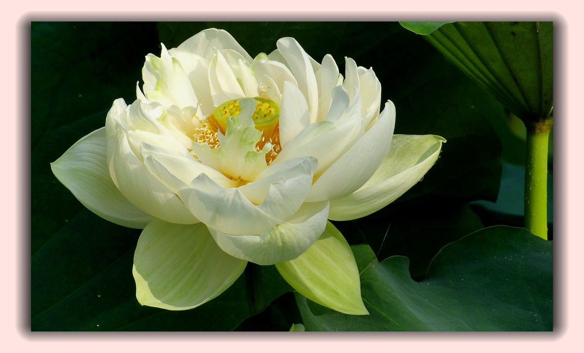 红莲白莲共一塘，半是浓妆半淡妆。 虽然未事胭脂粉，也有清风送异香。