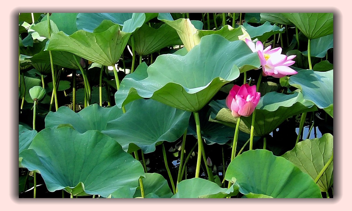 红莲白莲共一塘，半是浓妆半淡妆。 虽然未事胭脂粉，也有清风送异香。
