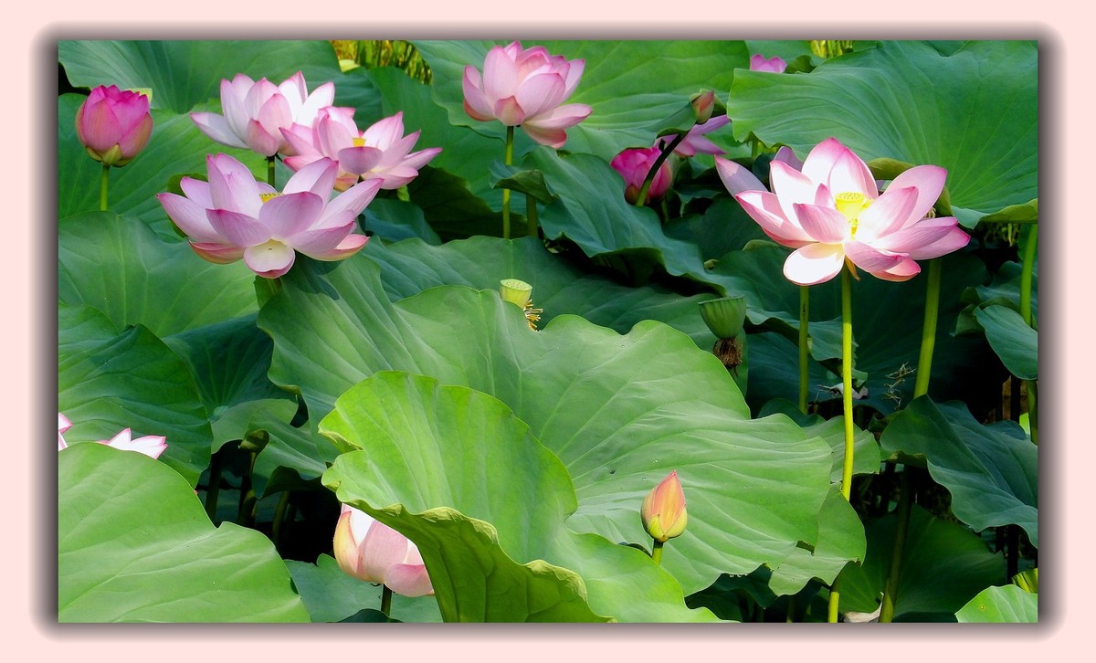 红莲白莲共一塘，半是浓妆半淡妆。 虽然未事胭脂粉，也有清风送异香。