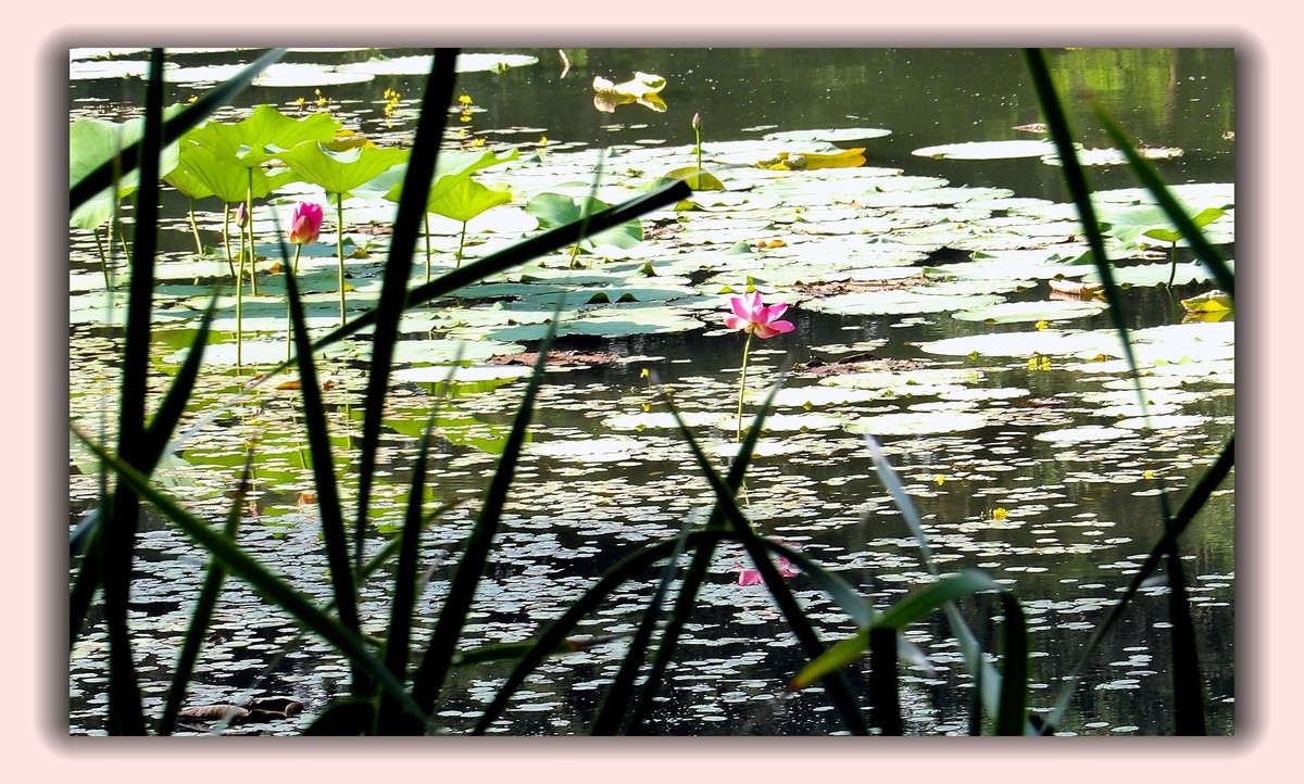 红莲白莲共一塘，半是浓妆半淡妆。 虽然未事胭脂粉，也有清风送异香。