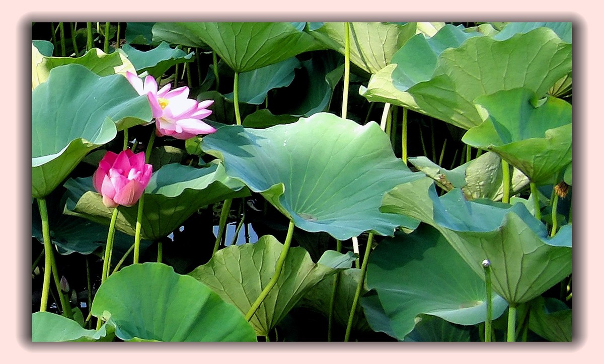 红莲白莲共一塘，半是浓妆半淡妆。 虽然未事胭脂粉，也有清风送异香。