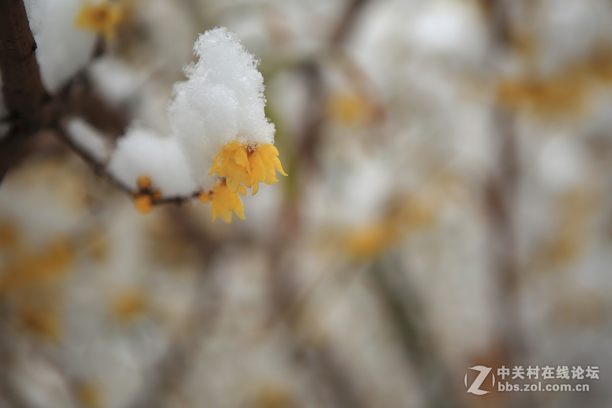 《梅雪争春》