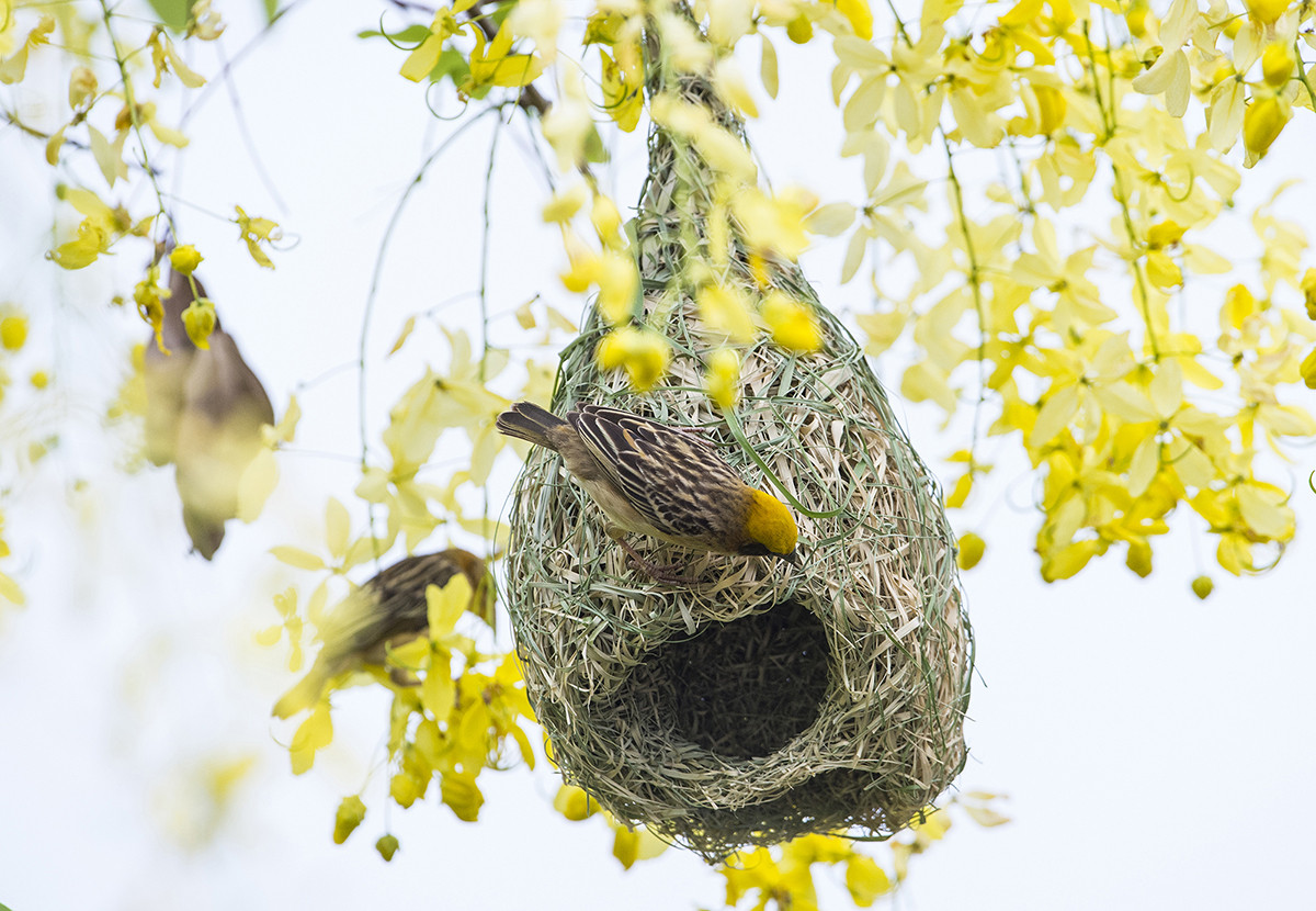 织布鸟与鸟巢