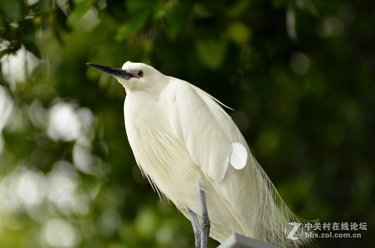2015年小钢炮厦门拍白鹭1