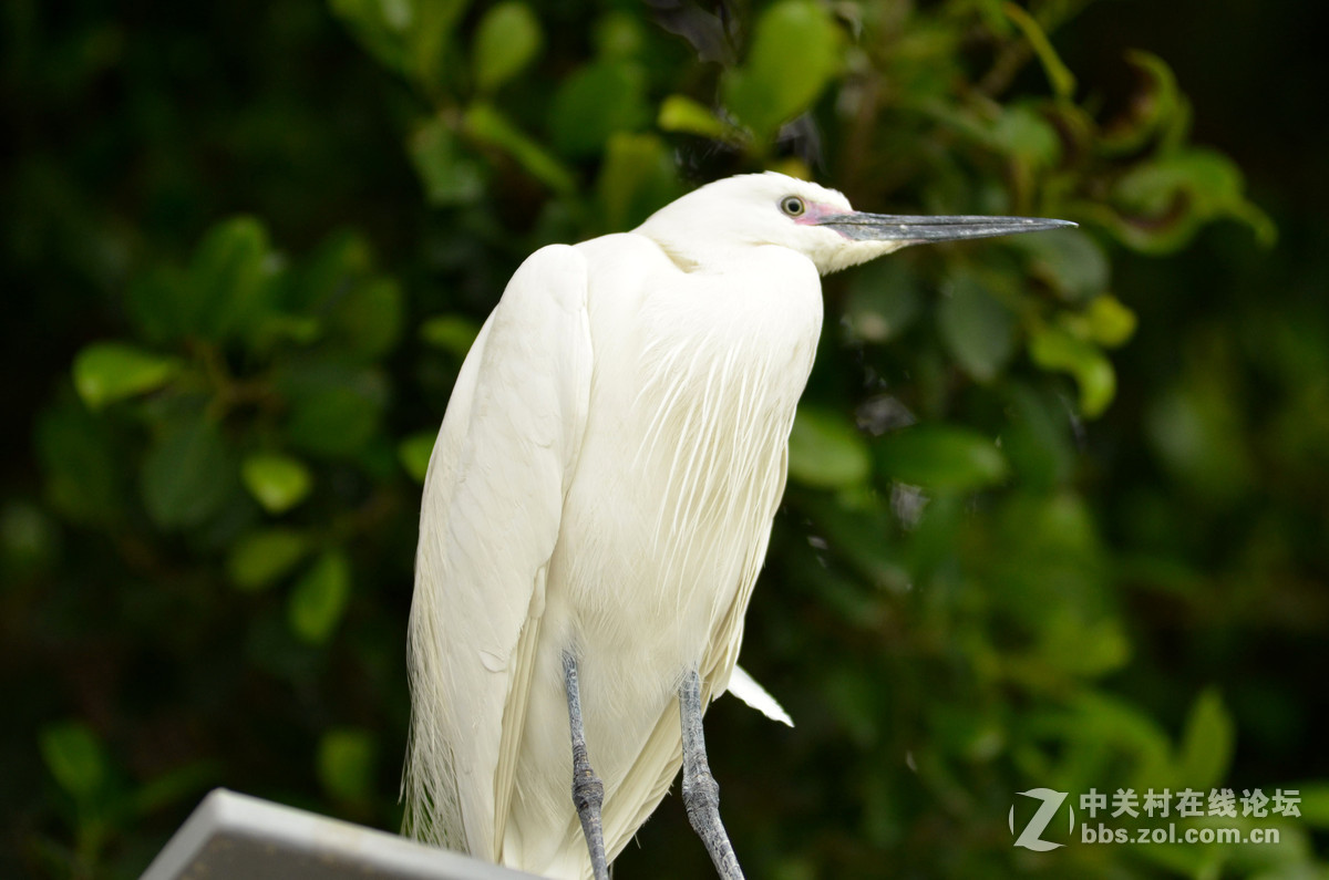 2015年小钢炮厦门拍白鹭1