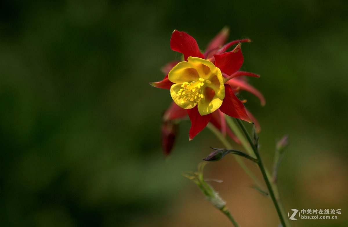 学拍象征胜利耧斗菜花