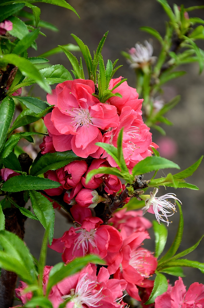 广州过年逛花市拍靓花八桃花盛开