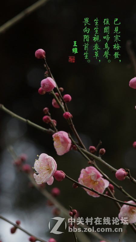探早梅