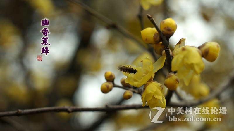 探早梅