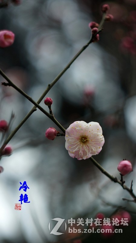 探早梅