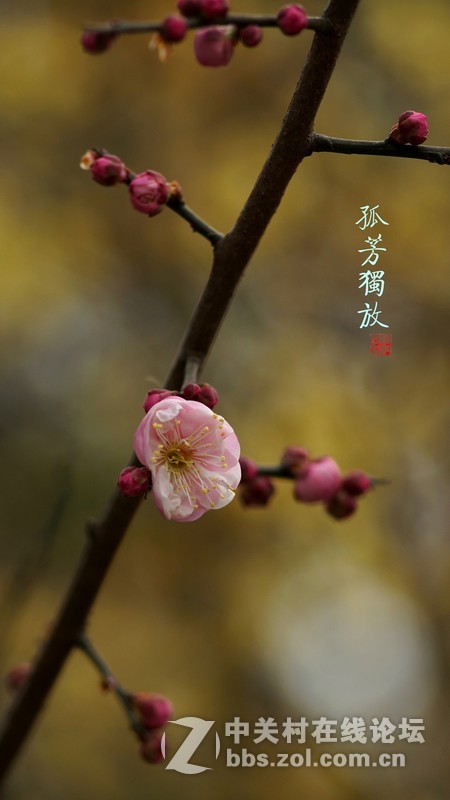 探早梅