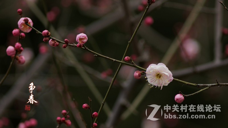 探早梅