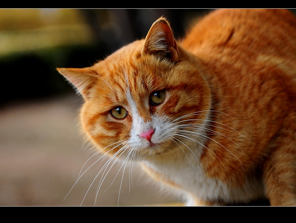 猫星人~~~~~~~