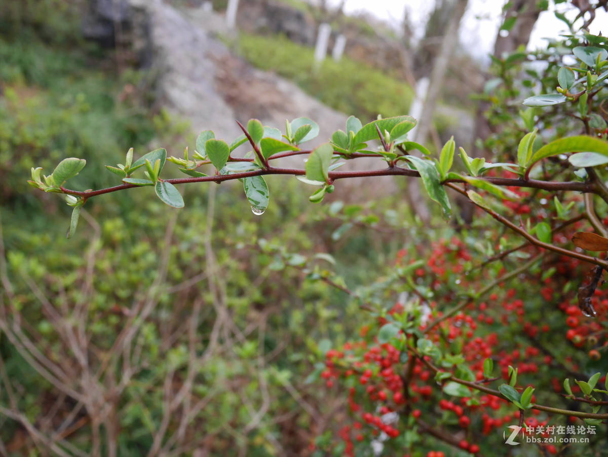 新购的松下gm1，发几张样片大家评评