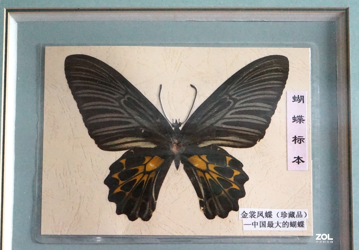 花红蝶妍一一蝴蝶标本之二