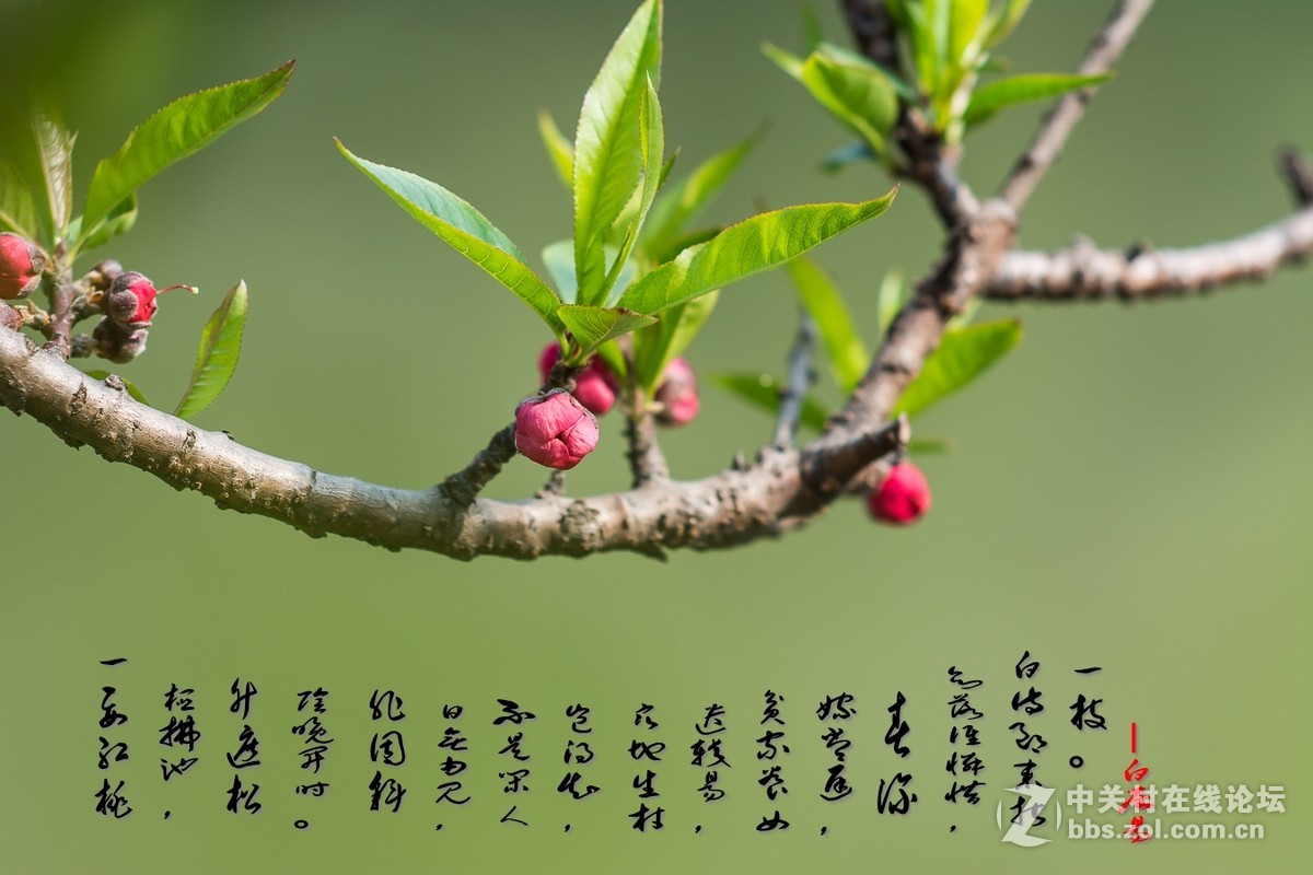 #尼康花卉作品赏析#第25期《春风微微吹南国,又见朵朵桃花红》