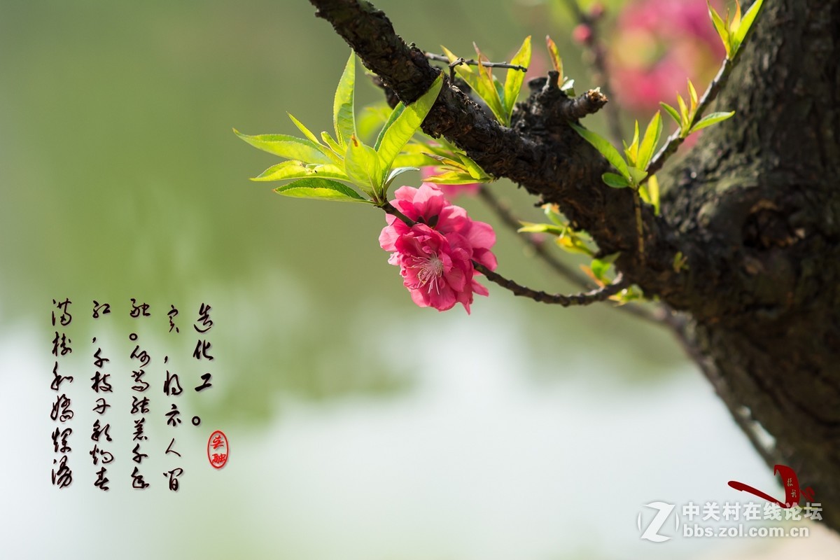 #尼康花卉作品赏析#第25期《春风微微吹南国，又见朵朵桃花红》