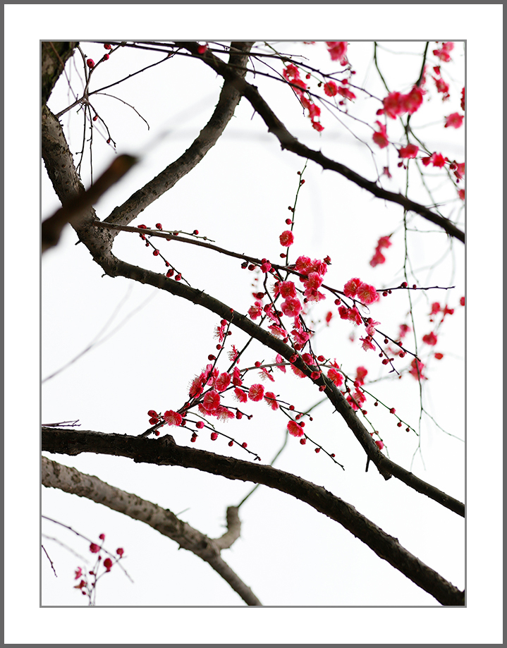 疏影横斜梅枝俏