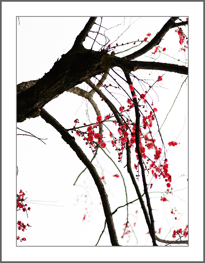 疏影横斜梅枝俏