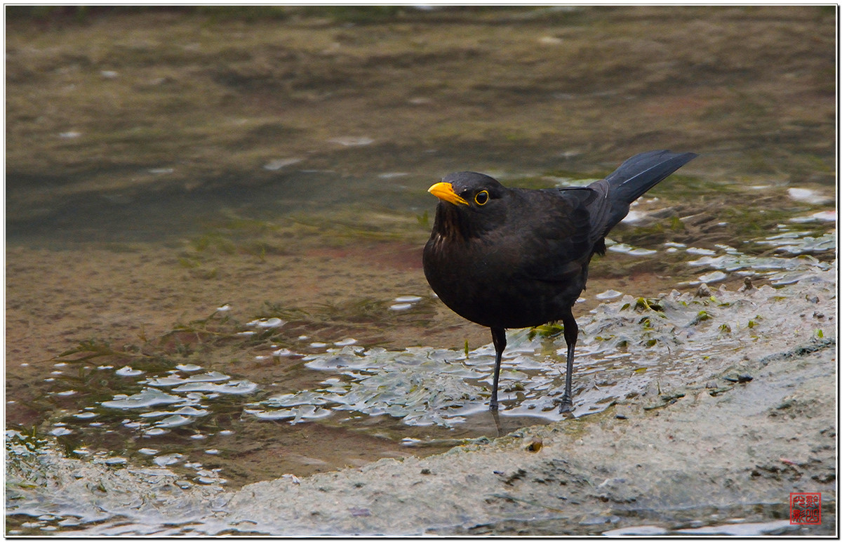 #尼康鸟类作品赏析#第20期《打鸟二月间》