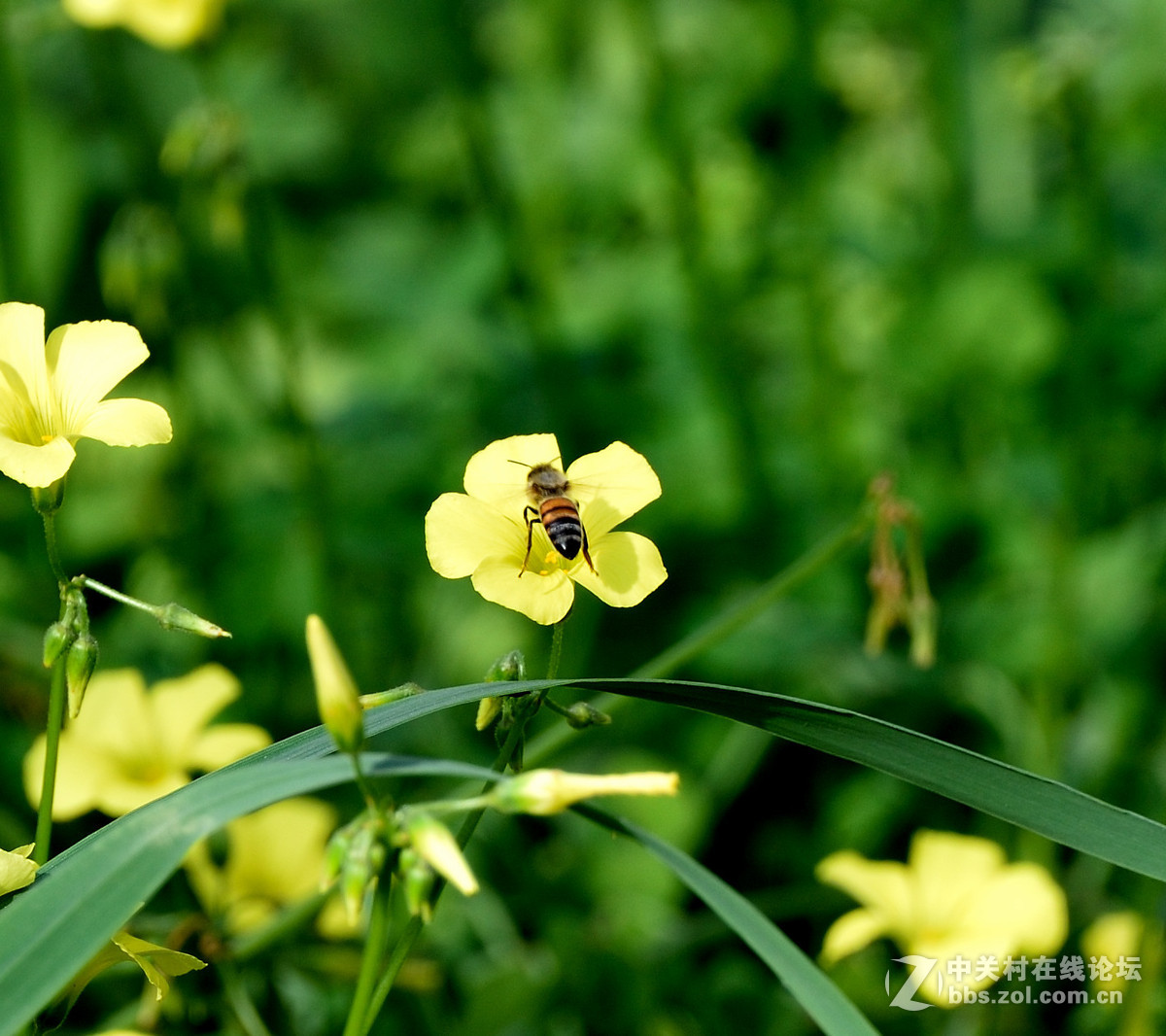 昨天罗兵老师指点了一下,今天在后园拍蜜蜂,设置了raw,裁剪方面也改变了