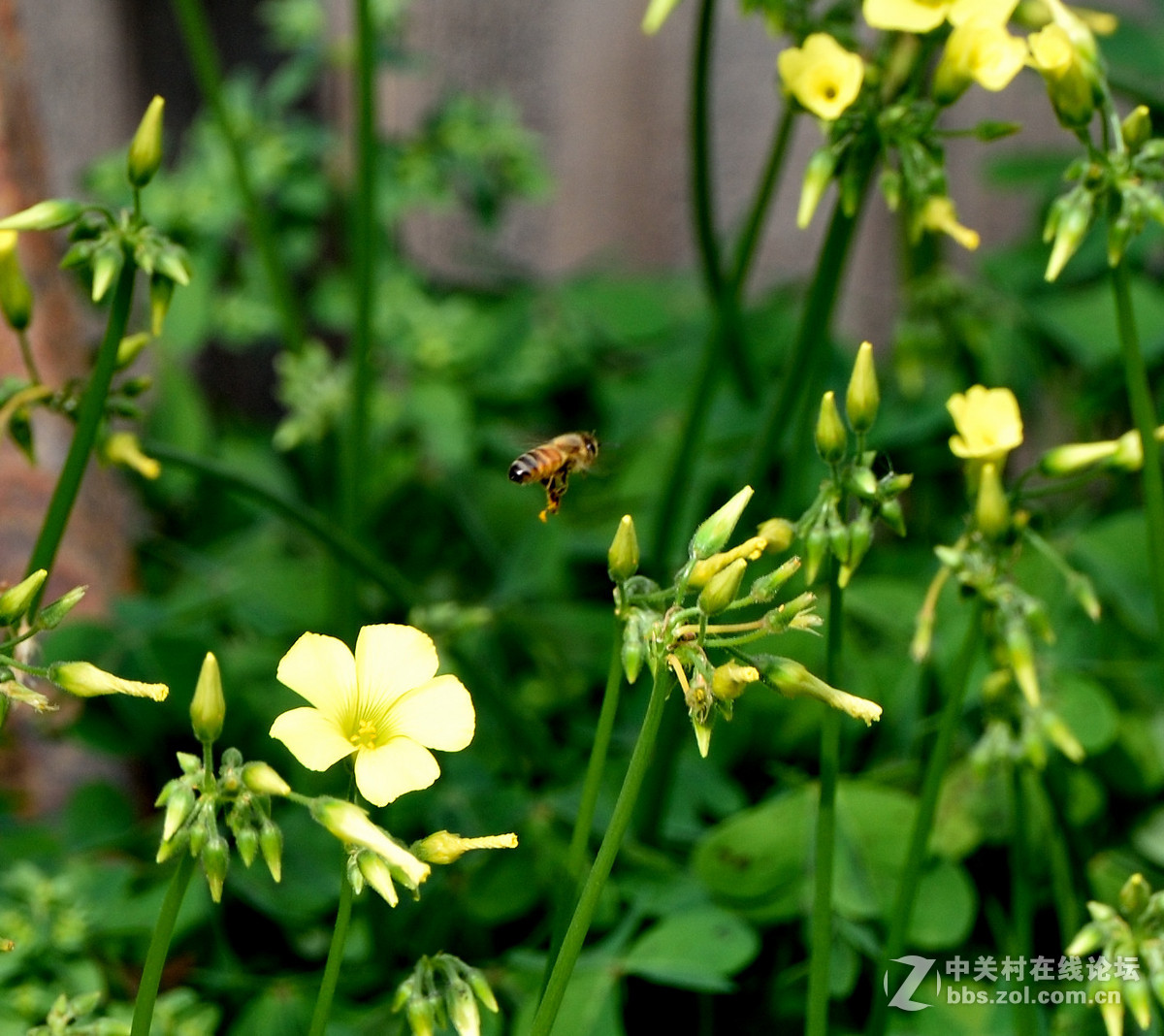 昨天罗兵老师指点了一下,今天在后园拍蜜蜂,设置了raw,裁剪方面也改变了