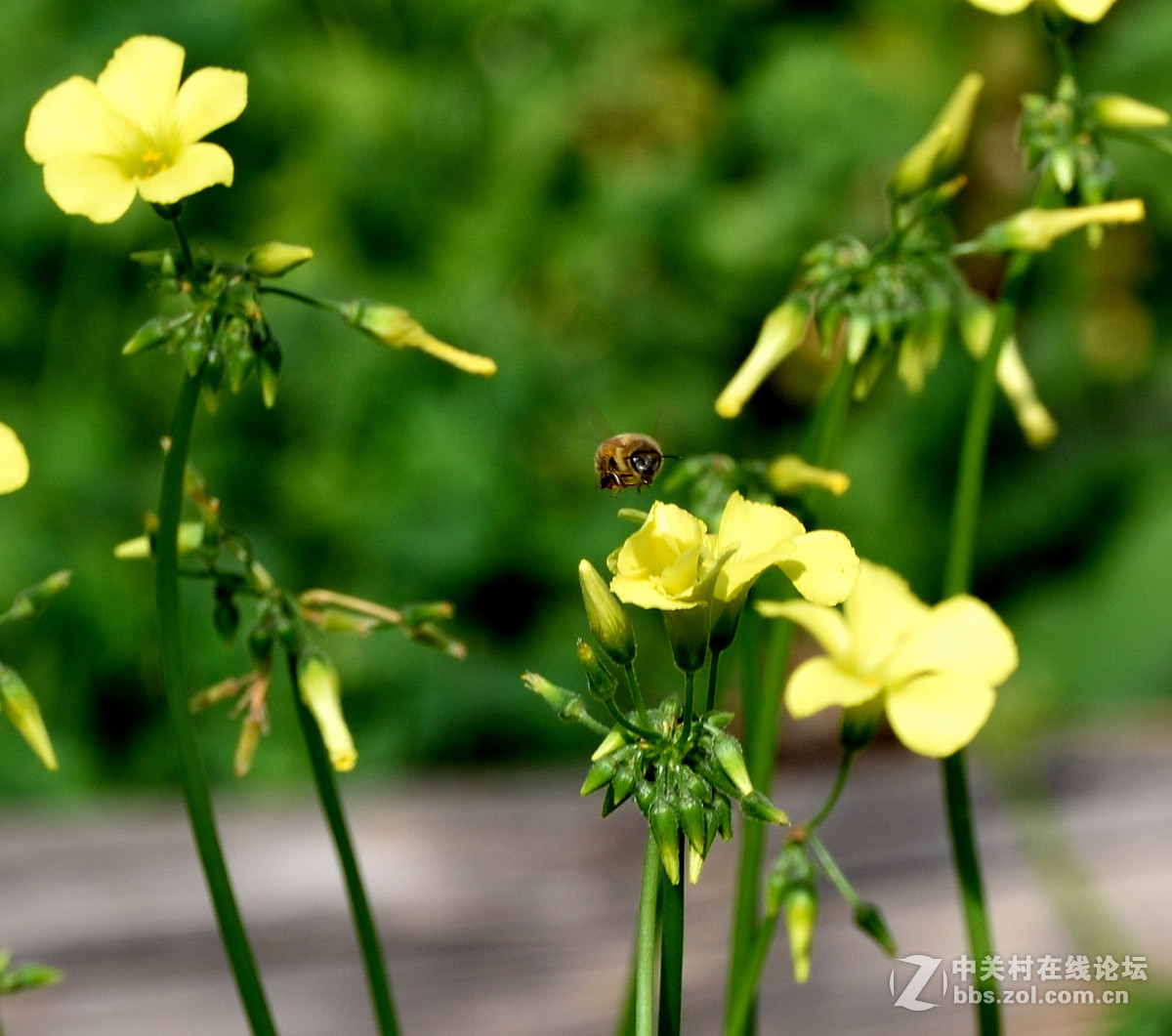 昨天罗兵老师指点了一下,今天在后园拍蜜蜂,设置了raw,裁剪方面也改变了